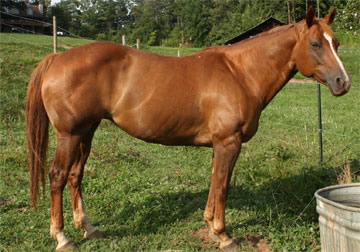 quarter horses for sale