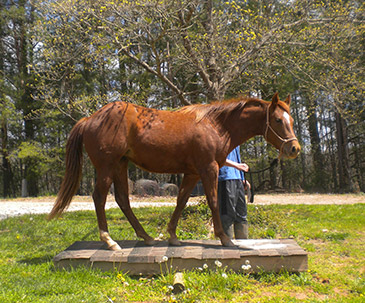 quarter horse farm franklin nc
