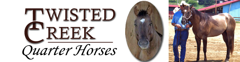 twisted creek quarter horses for sale franklin north carolina