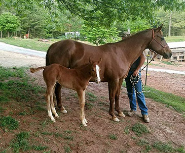 twisted creek quarter horses