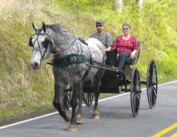 quarter horses franklin nc