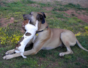 dachshund great dane