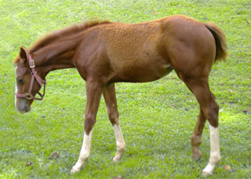 quarter horses for sale north carolina