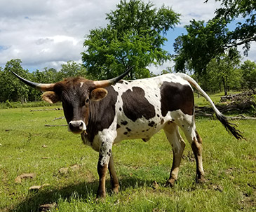 farm animals franklin nc