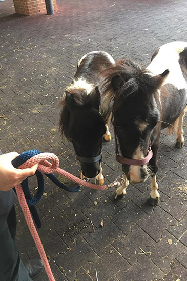 mini horses