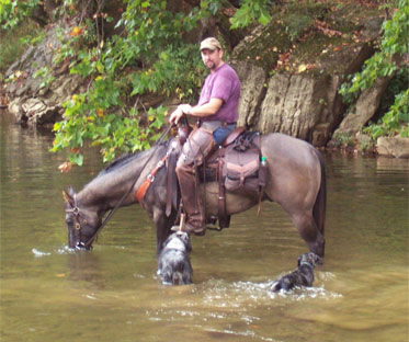 gunner quarter horse stud