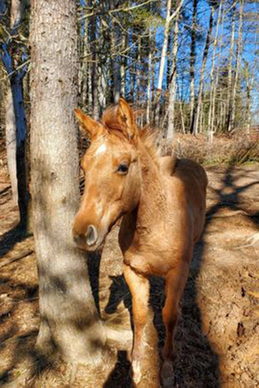 franklin nc quarter horses