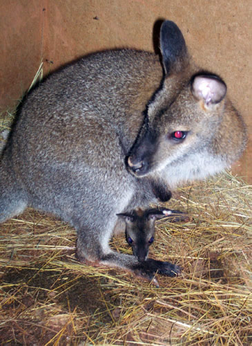 wallaby north carolina nc