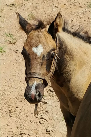 twisted creek quarter horse farm