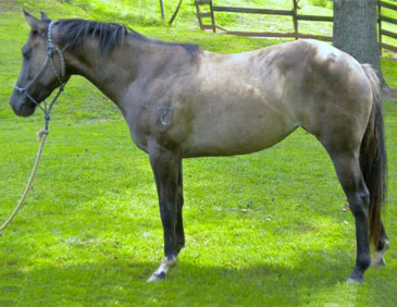 broodmare quarter horses franklin nc