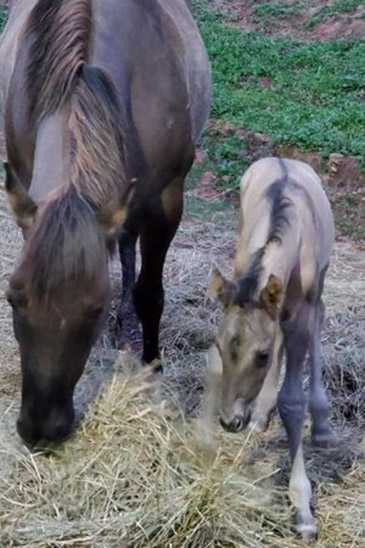 twisted creek quarter horses