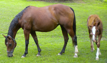 twisted creek quarter horses franklin north carolina nc