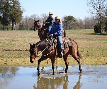 quarter horses for sale franklin nc