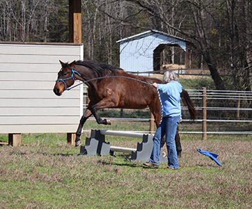 quarter horses north carolina