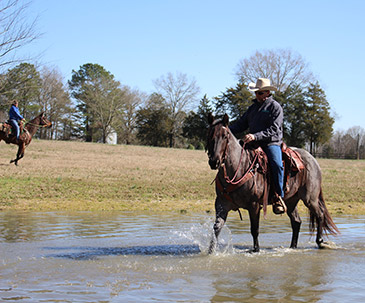 quarter horse riding franklin nc